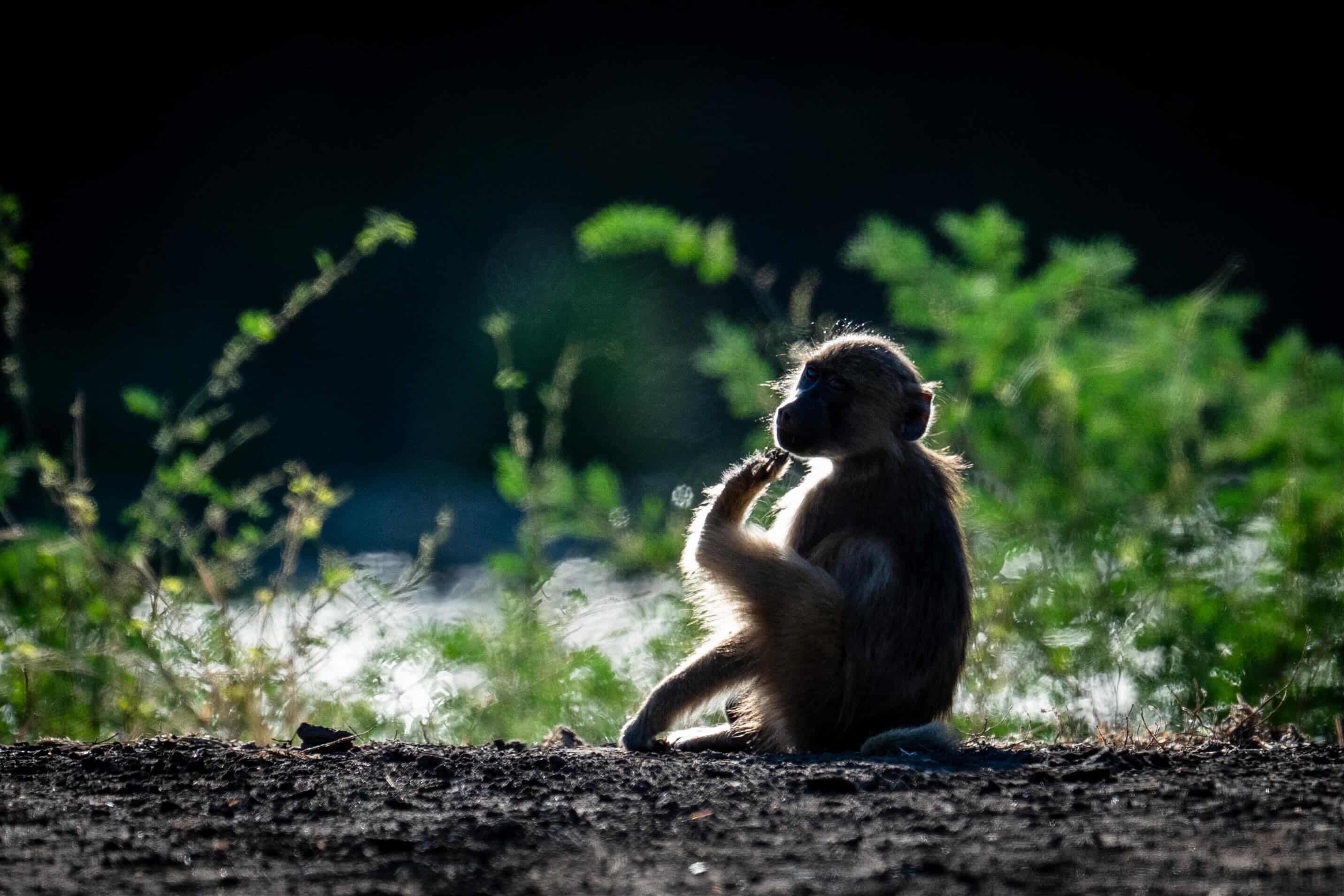 A baboon silhouetted in soft morning light