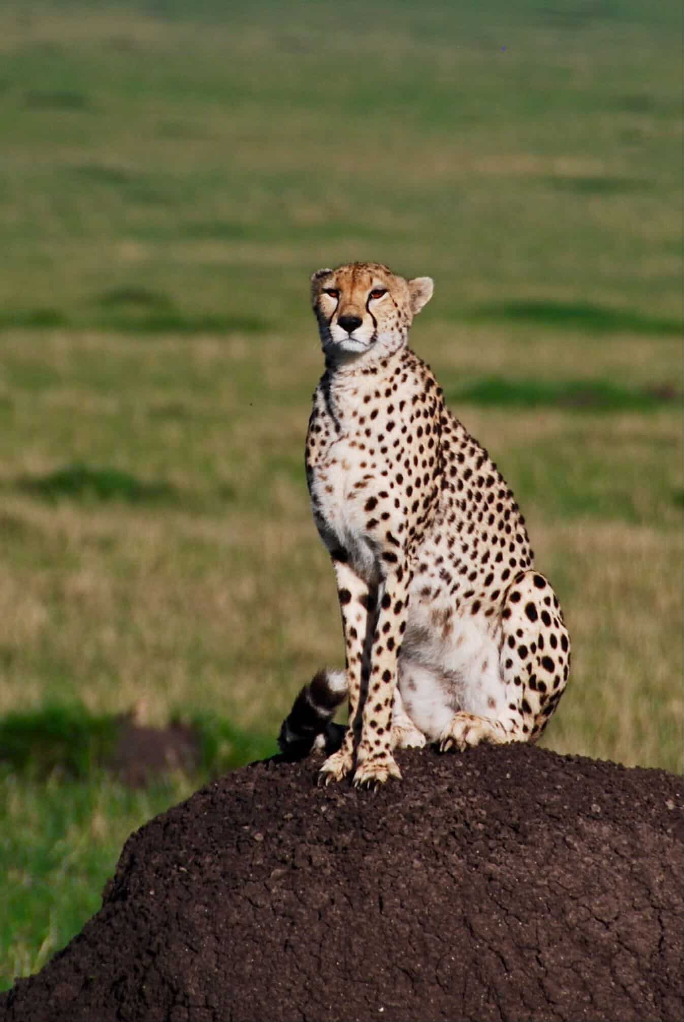 A cheetah seated on a termite mound, surveying the plain