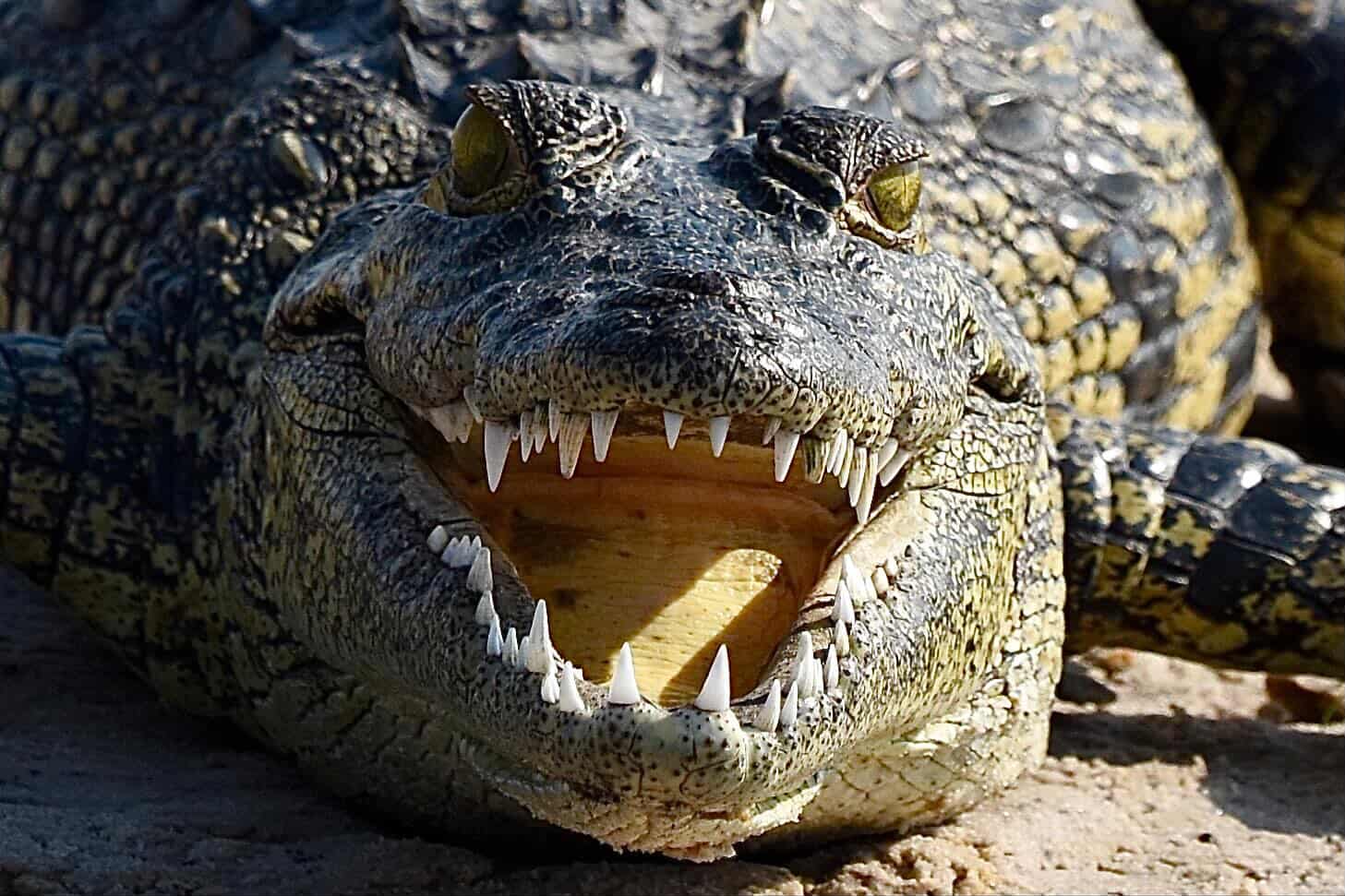 A crocodile, jaws open, sunning on a riverbank