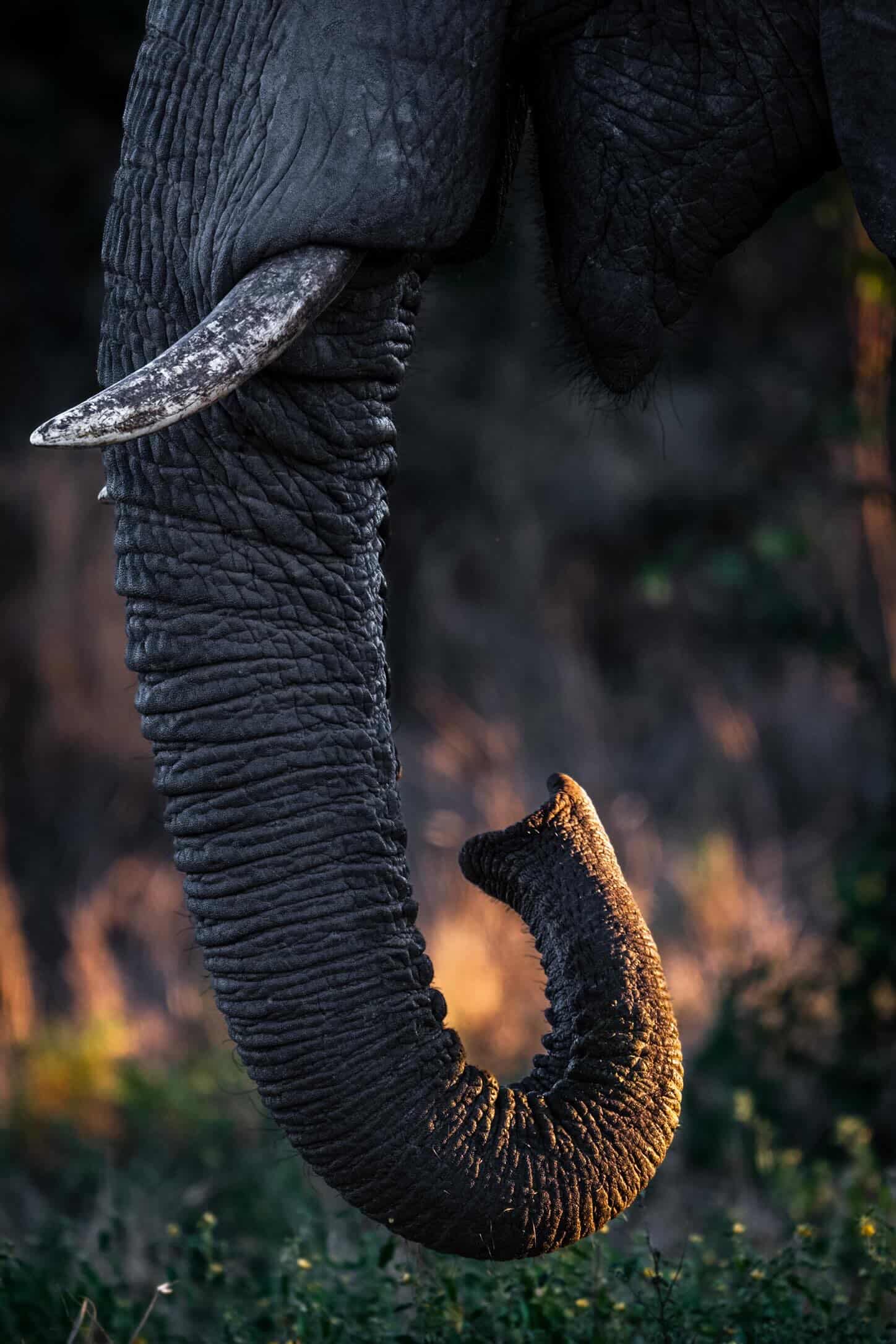 The curled trunk of an elephant in golden hour light