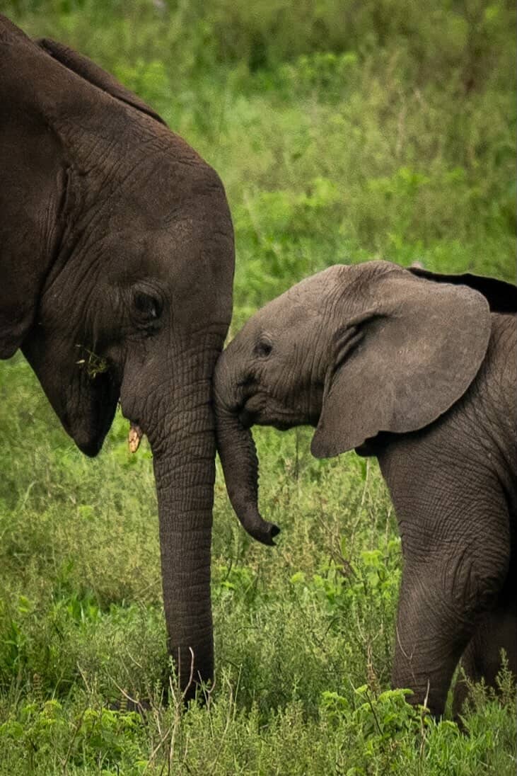 A mother elephant gently touching her calf with her trunk