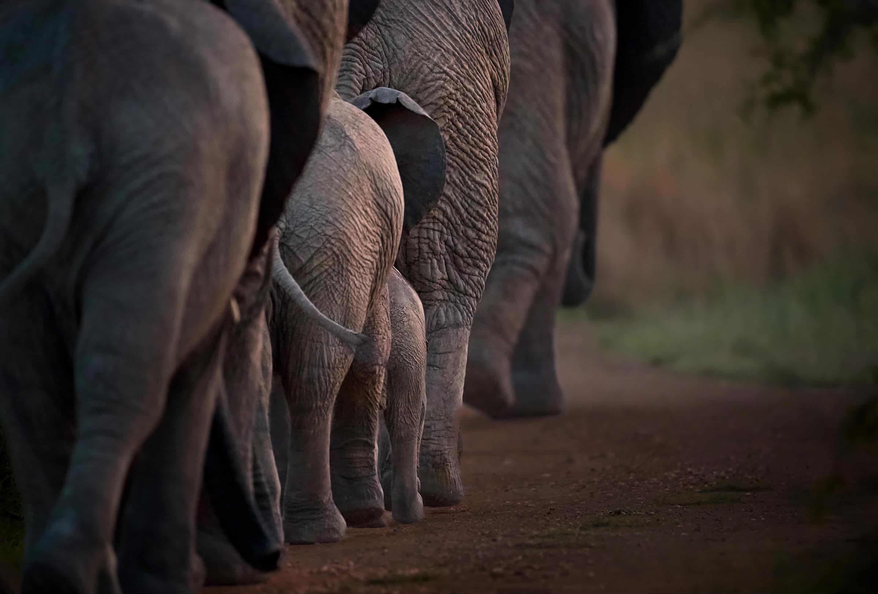 A herd of elephants walking into golden dust