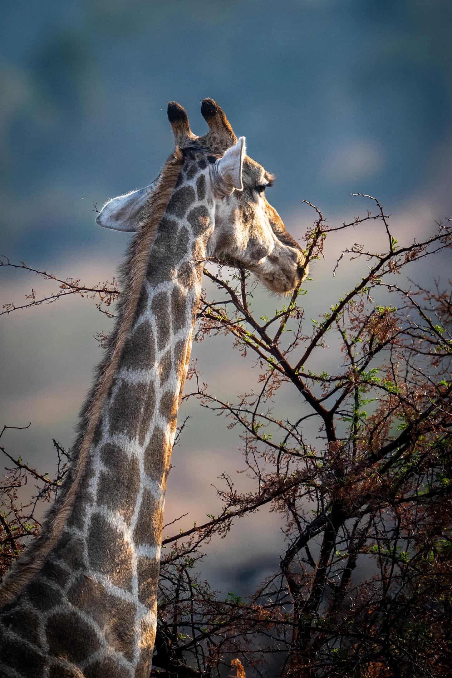A giraffe browsing acacia leaves against a soft, painterly sky
