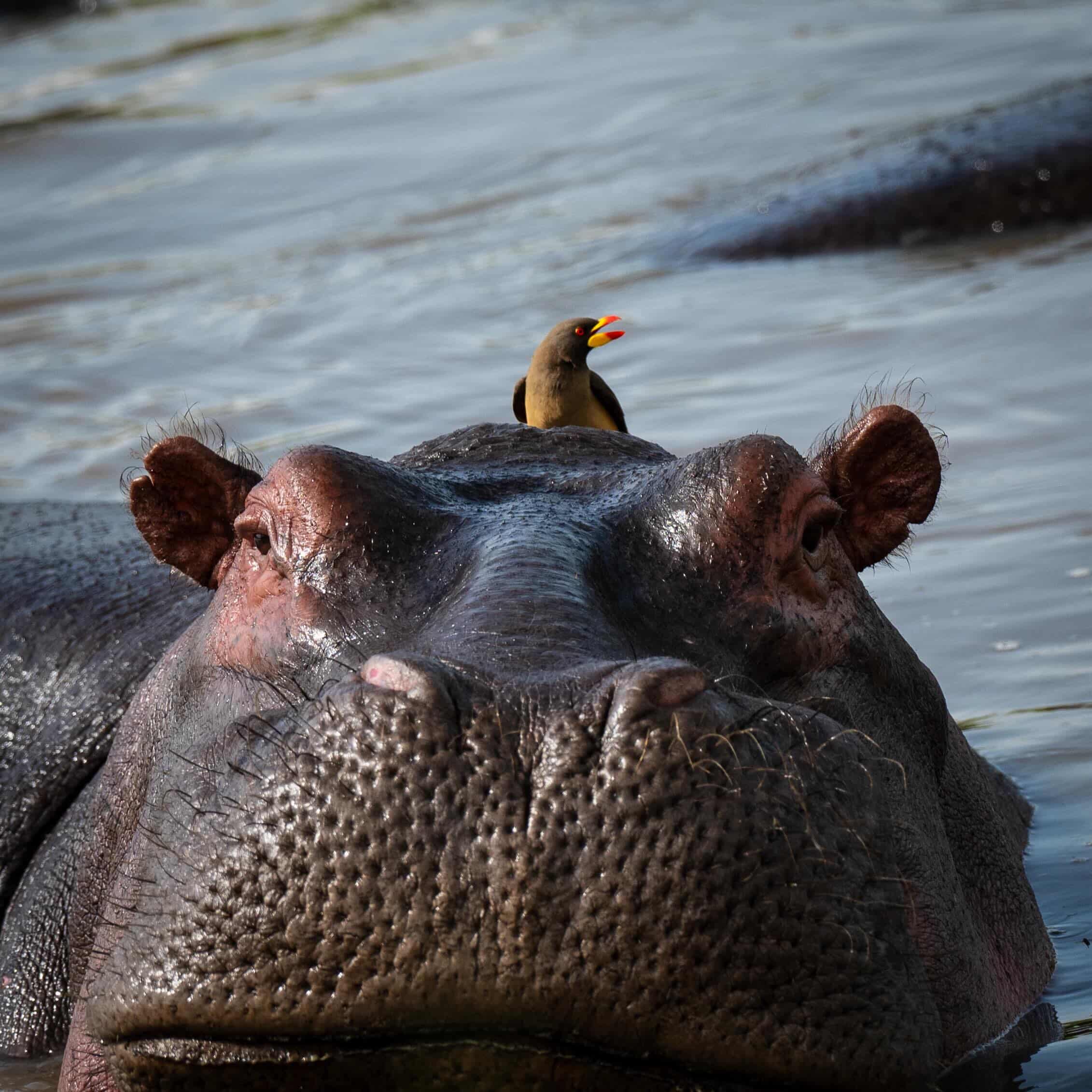 A hippo with an oxpecker on its head