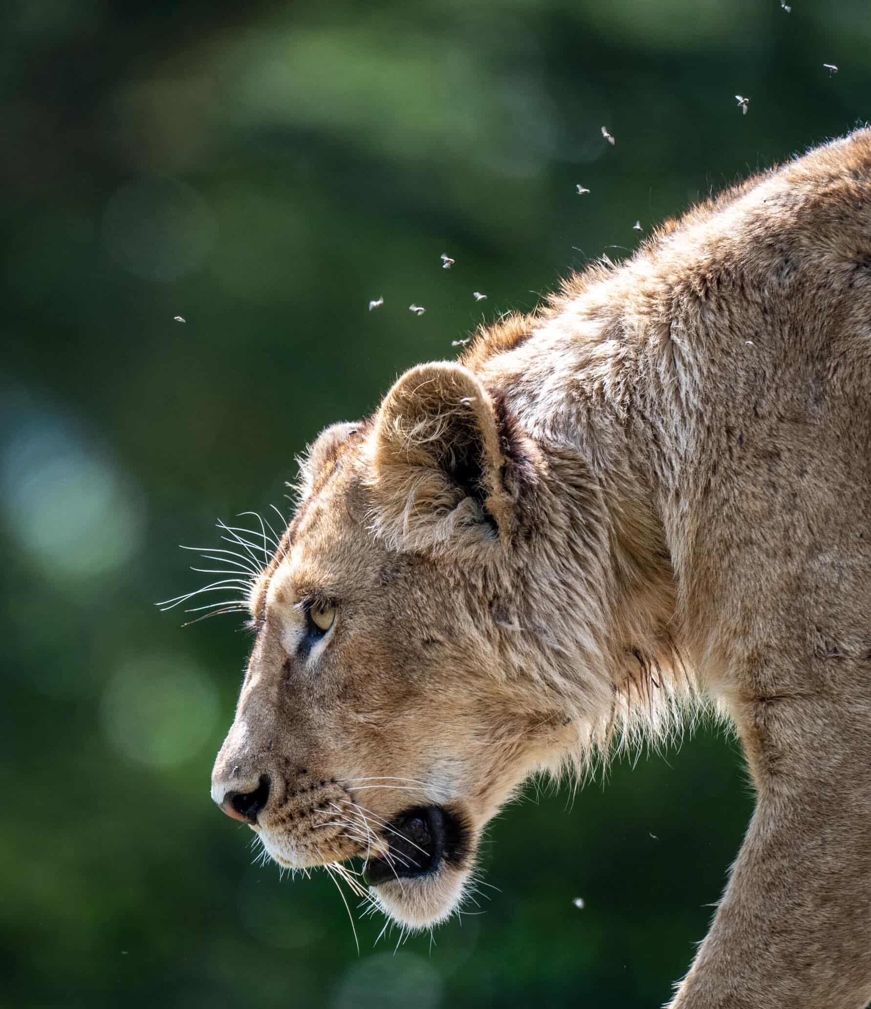 A lioness in profile, flies orbiting her in the sunlight