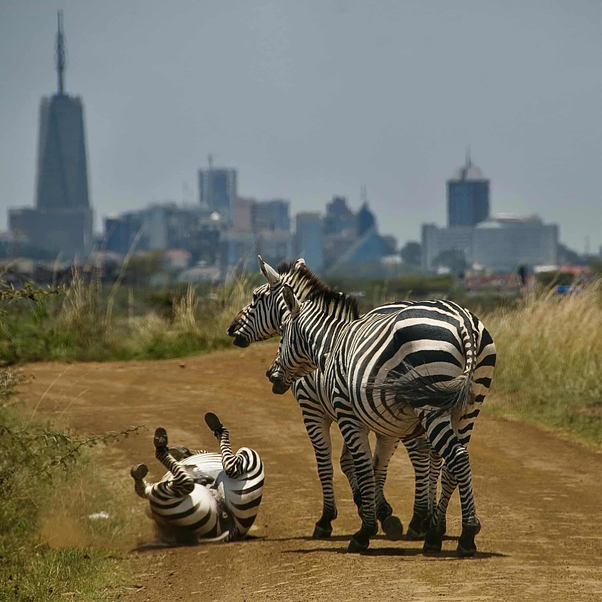 Zebras crossing a dirt road with the Nairobi skyline behind them