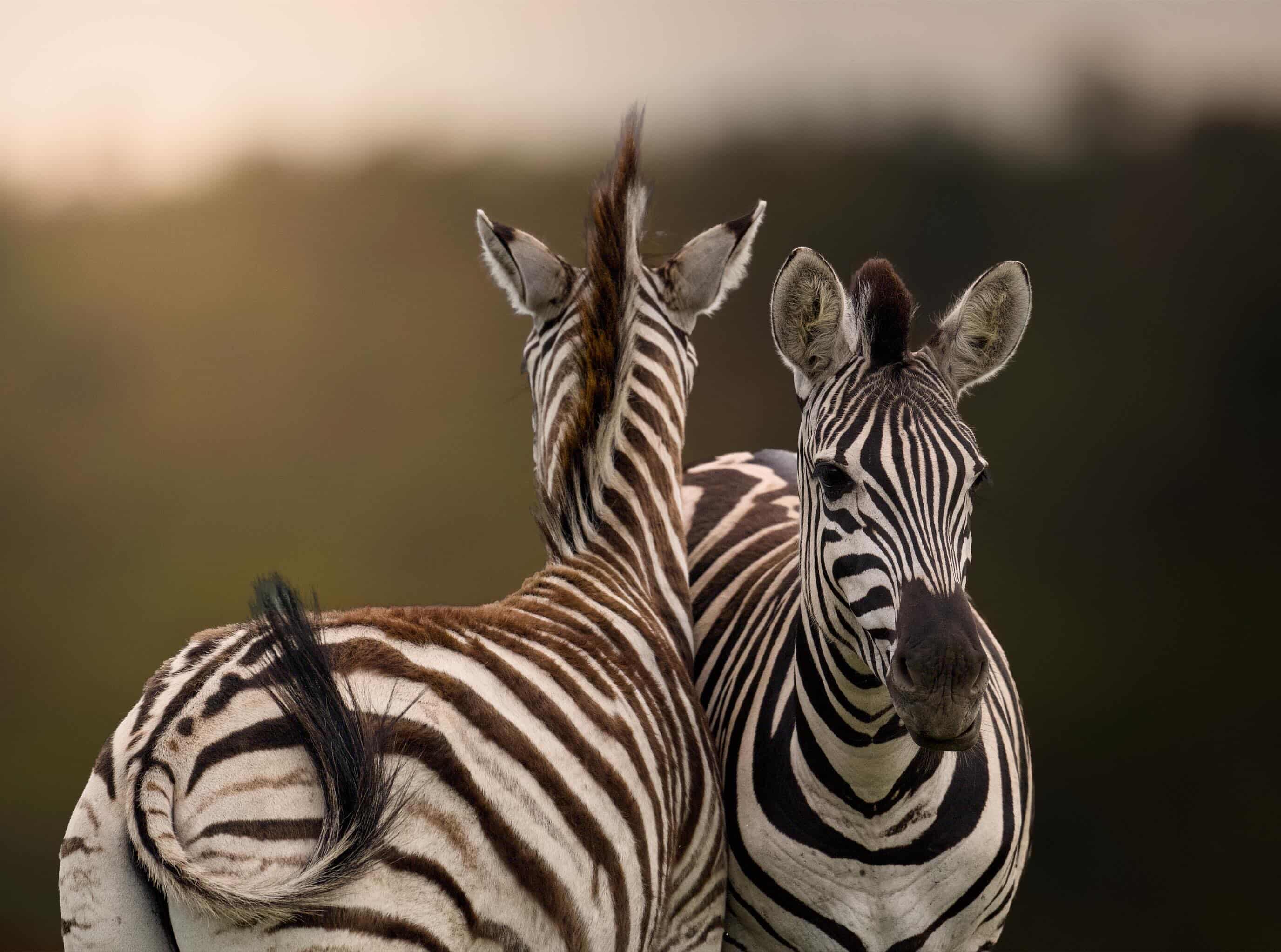 Two zebras standing closely together in golden light